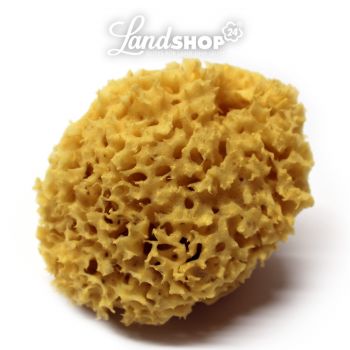 Preview: Naturschwamm aus dem Mittelmeer Premium Badeschwamm Preview: Naturschwamm aus dem Mittelmeer Premium Badeschwamm