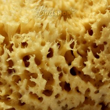 Preview: Naturschwamm aus dem Mittelmeer Premium Badeschwamm Preview: Naturschwamm aus dem Mittelmeer Premium Badeschwamm